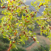 Semen Ziziphi Spinosae